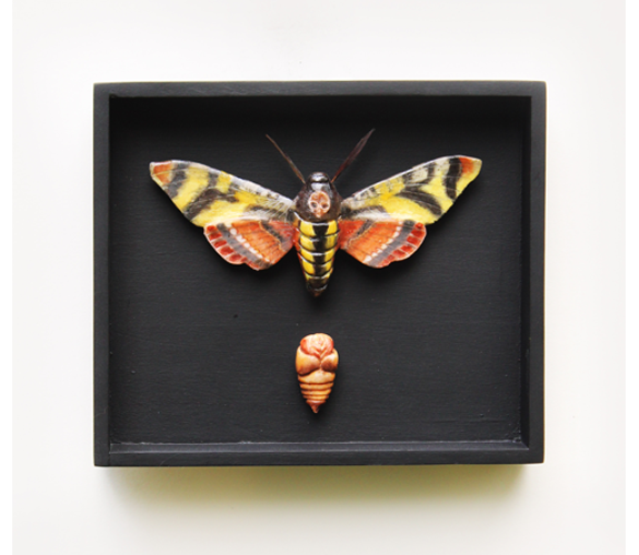 "Death Head Moth #2" - Loralin Toney